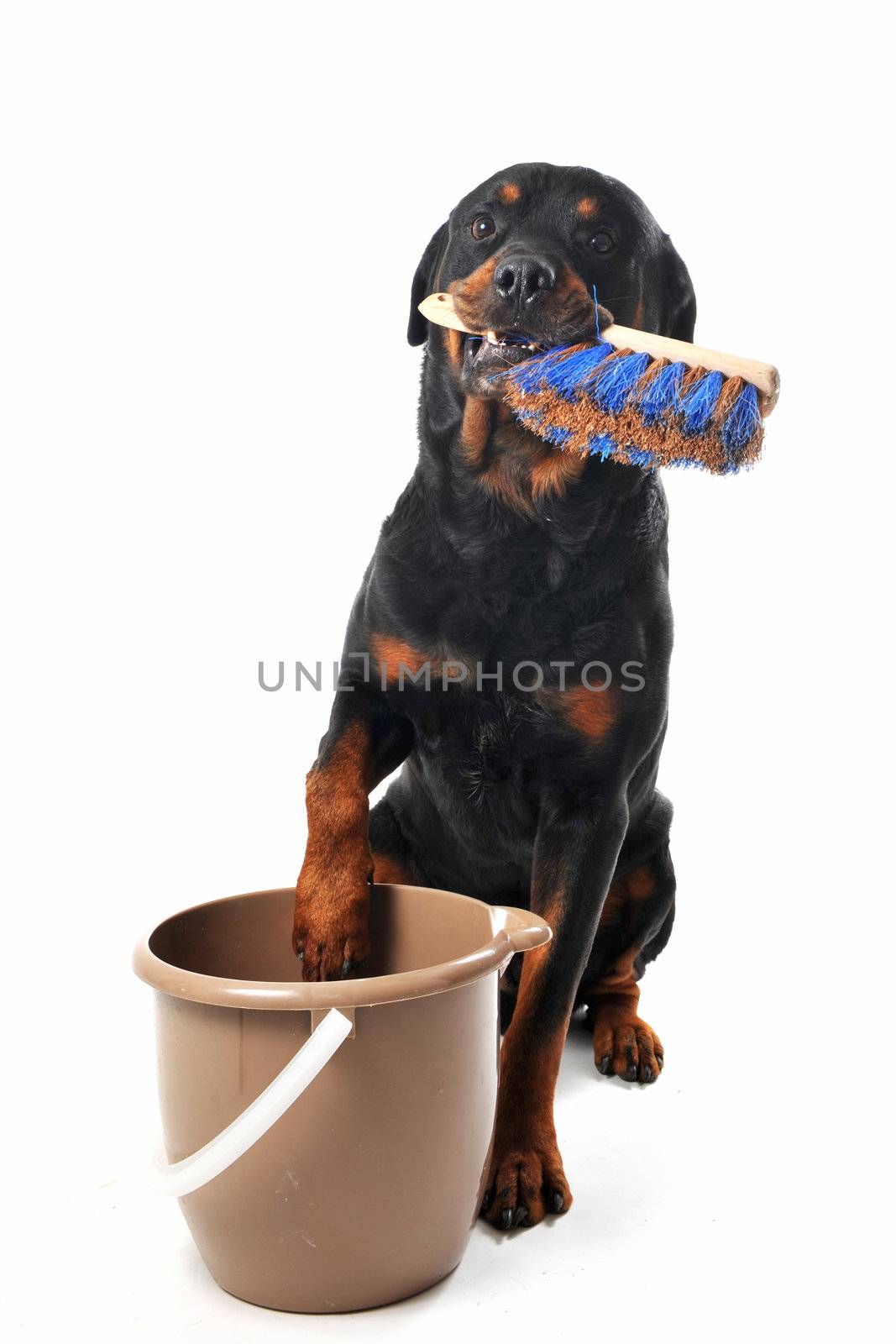 portrait of a purebred rottweilerwith a bucket and a broom