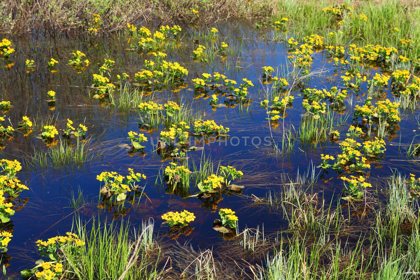 spring yellow flowers on bog by Mikko