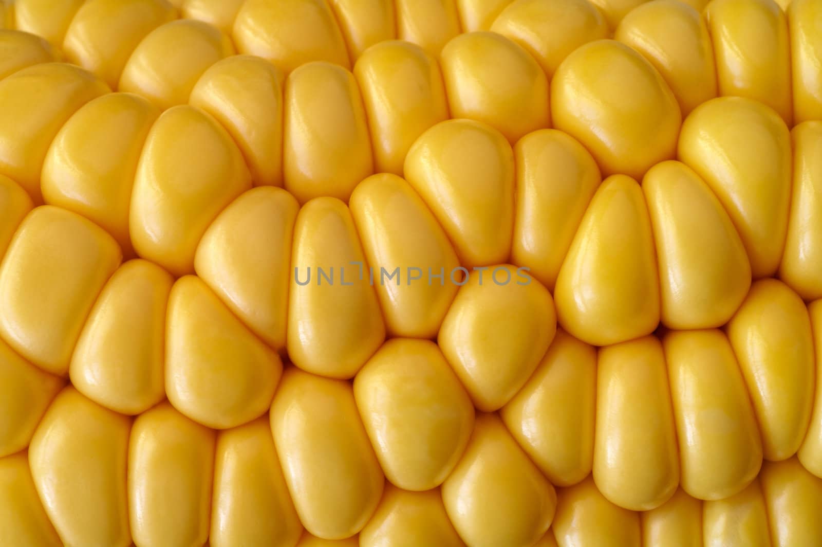 Corn cob closeup by Laborer