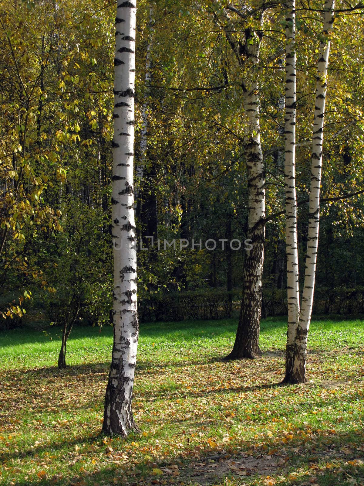 Birch trees in autumn park