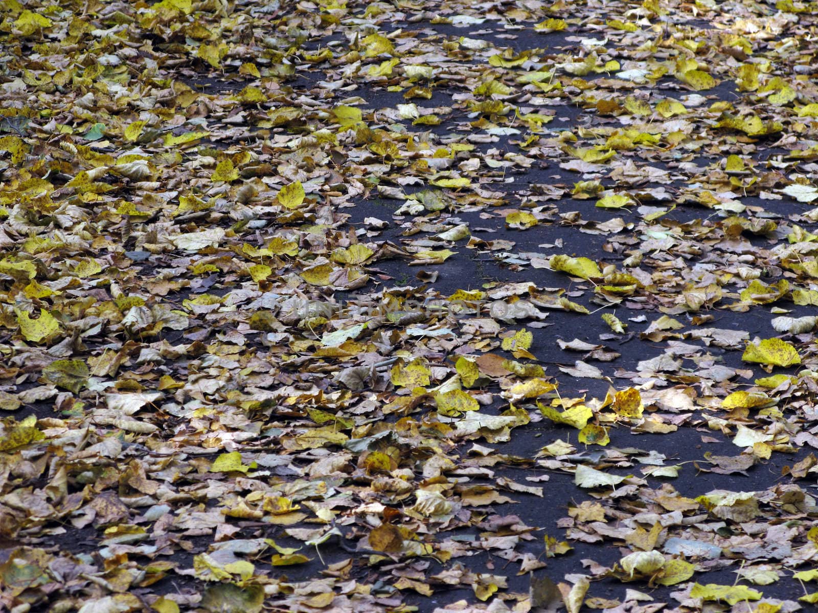 Texture of footpath with dry leaves in autumn park
