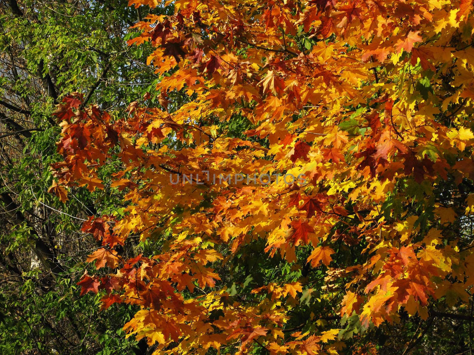 Multicolored maple foliage background in autumn grove