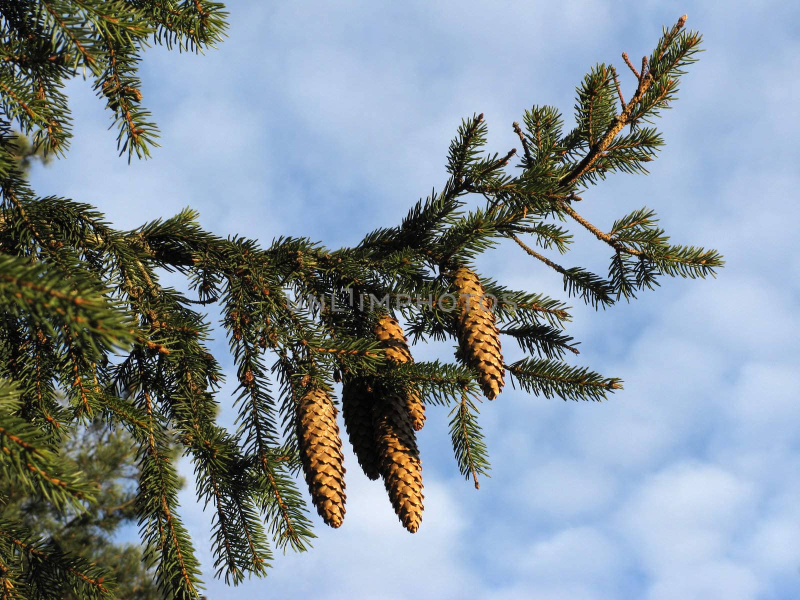 Fir branch with cones on blue sky background in winter forest