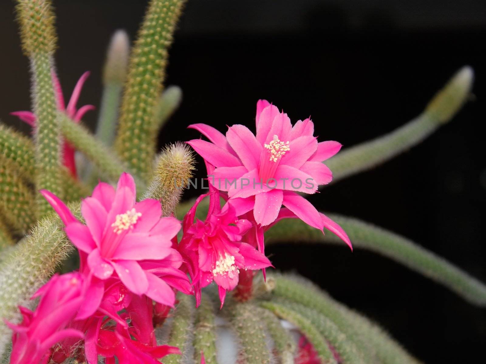 Rat Tail Cactus flowering on the dark background. Scientific Name: Disocactus flagelliformis (Latin), Family: Cactaceae 