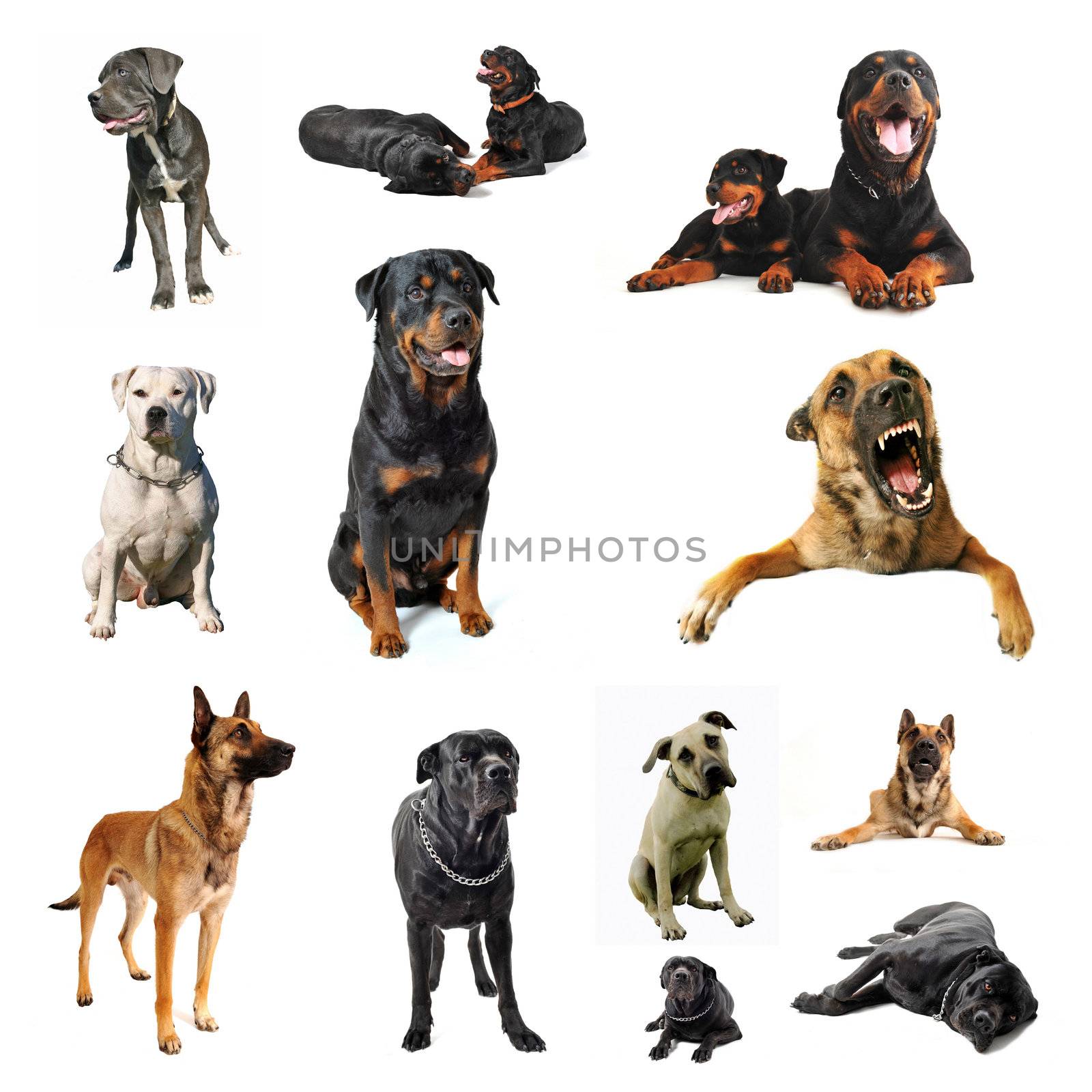 composite picture with purebred  guard dogs in a white background