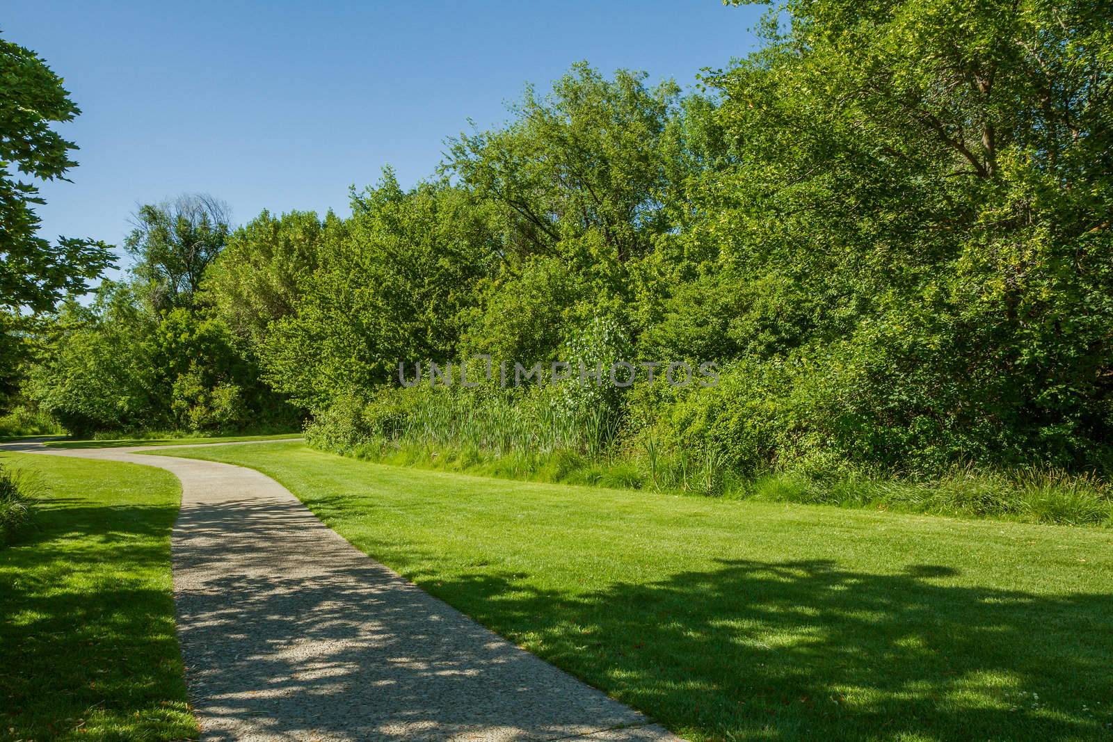 Trail in the grass surrounded by trees. 