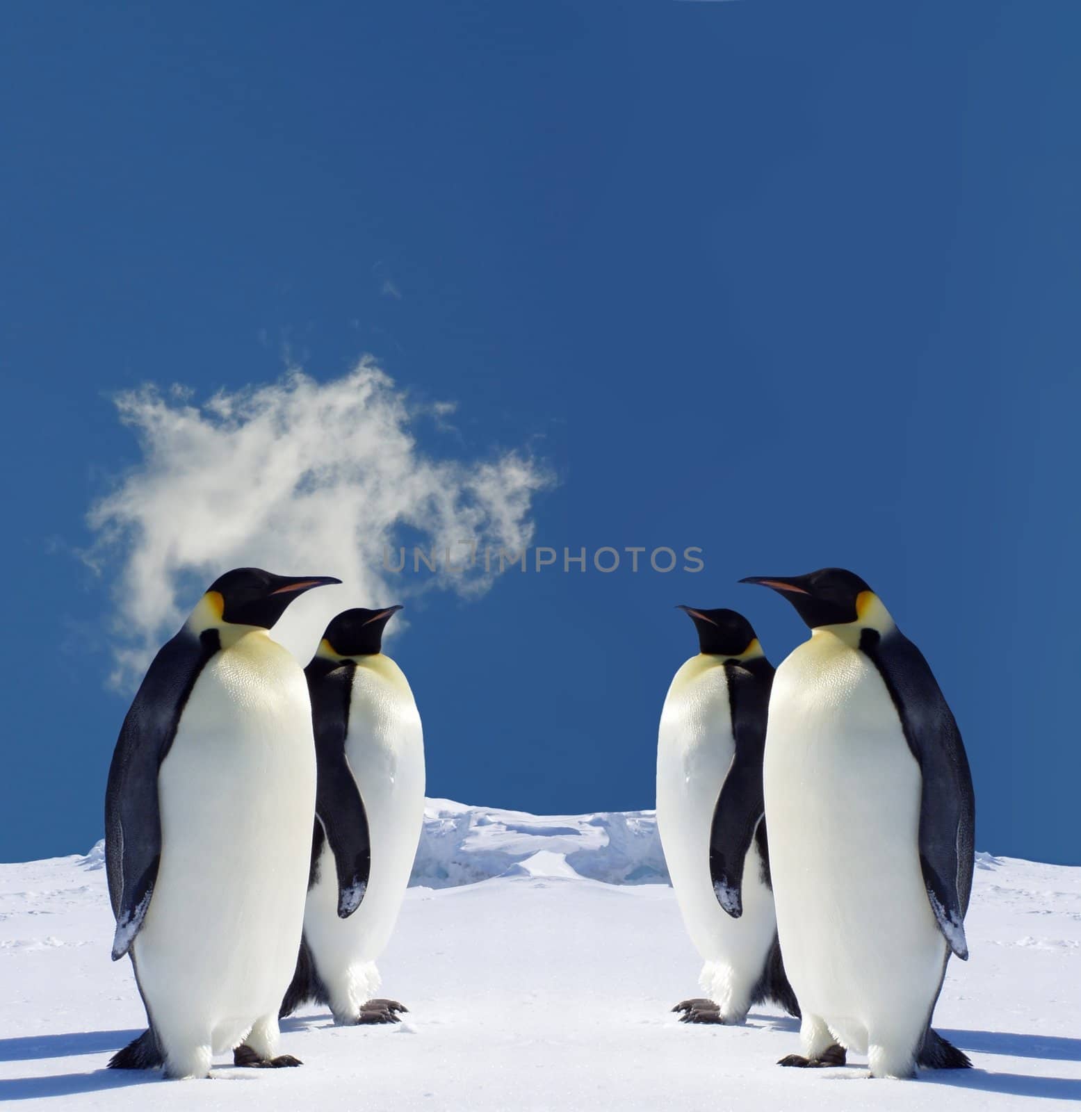 Penguins by wsxcvfr01
