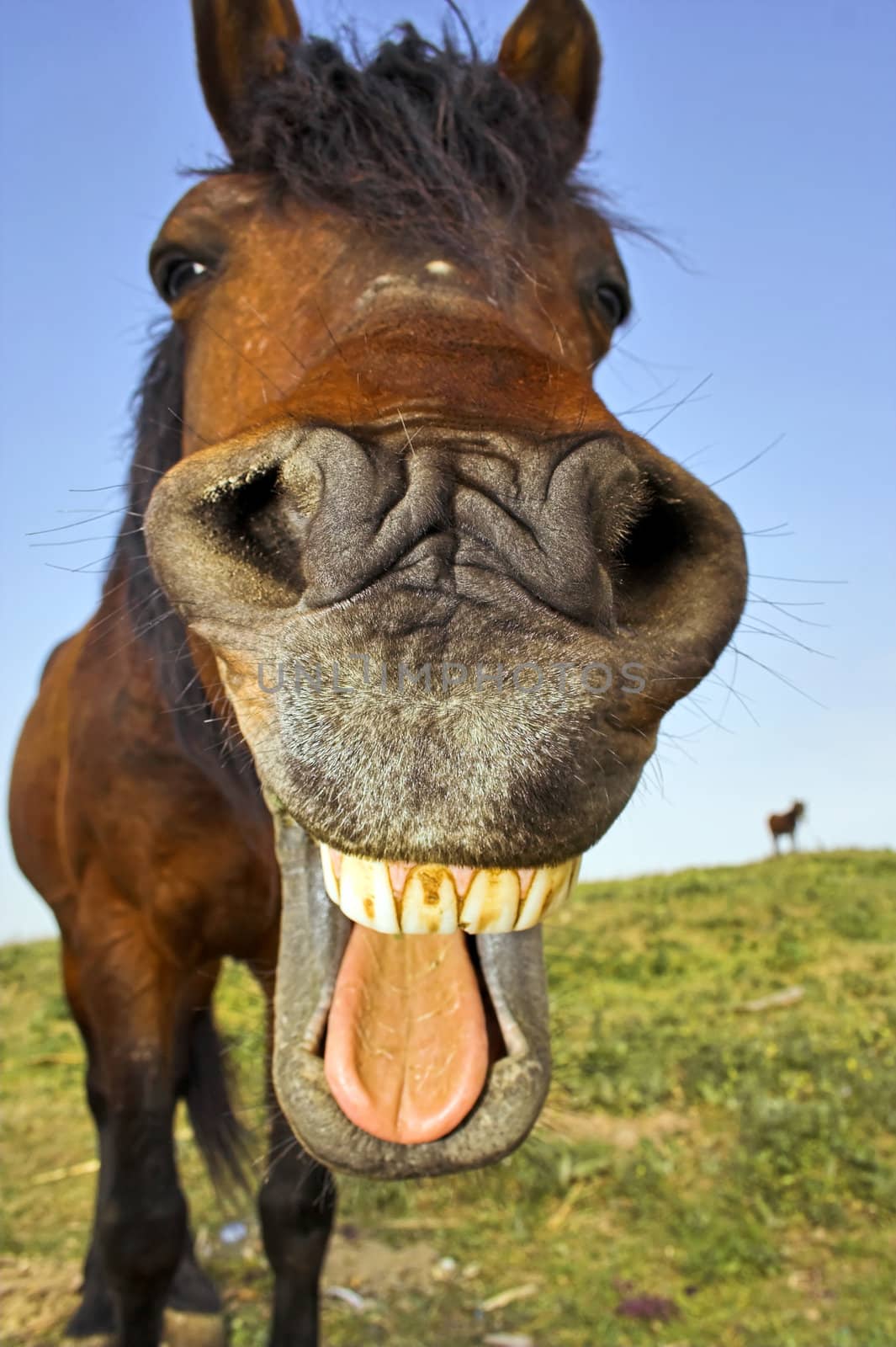 funny horse