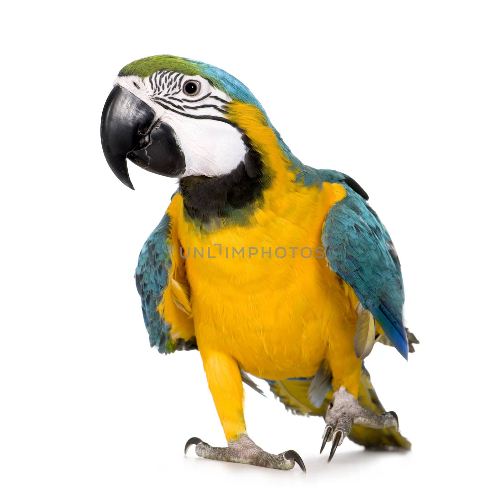 parrot on a white background