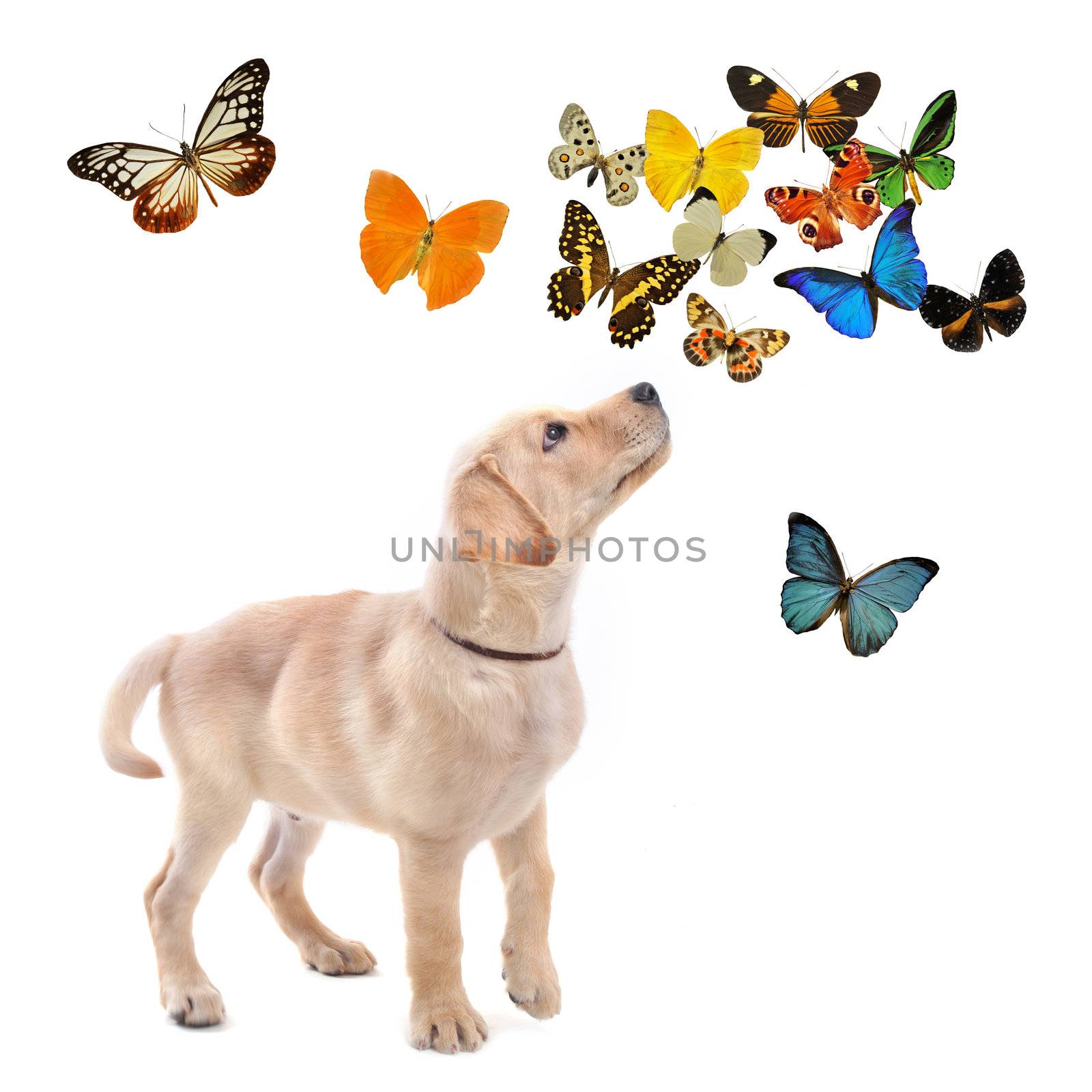  purebred puppy labrador retriever with butterflies in front of white background