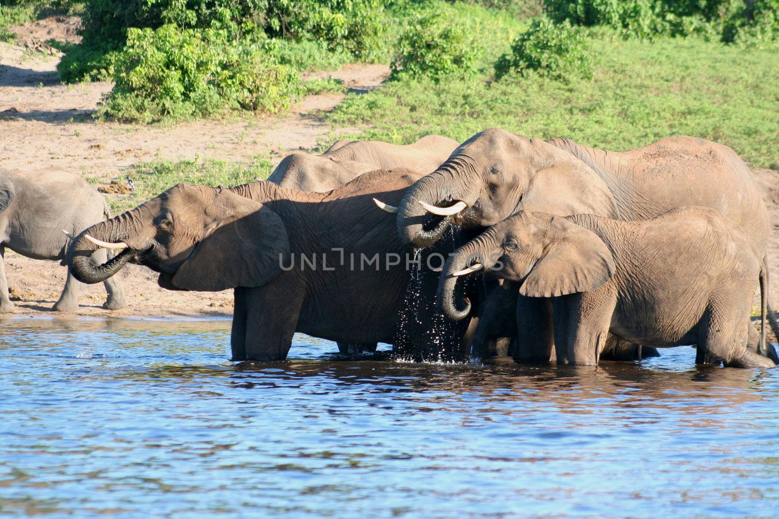 a group of elephant in their natural habitat