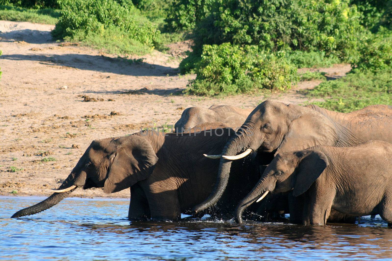 a group of elephant in their natural habitat