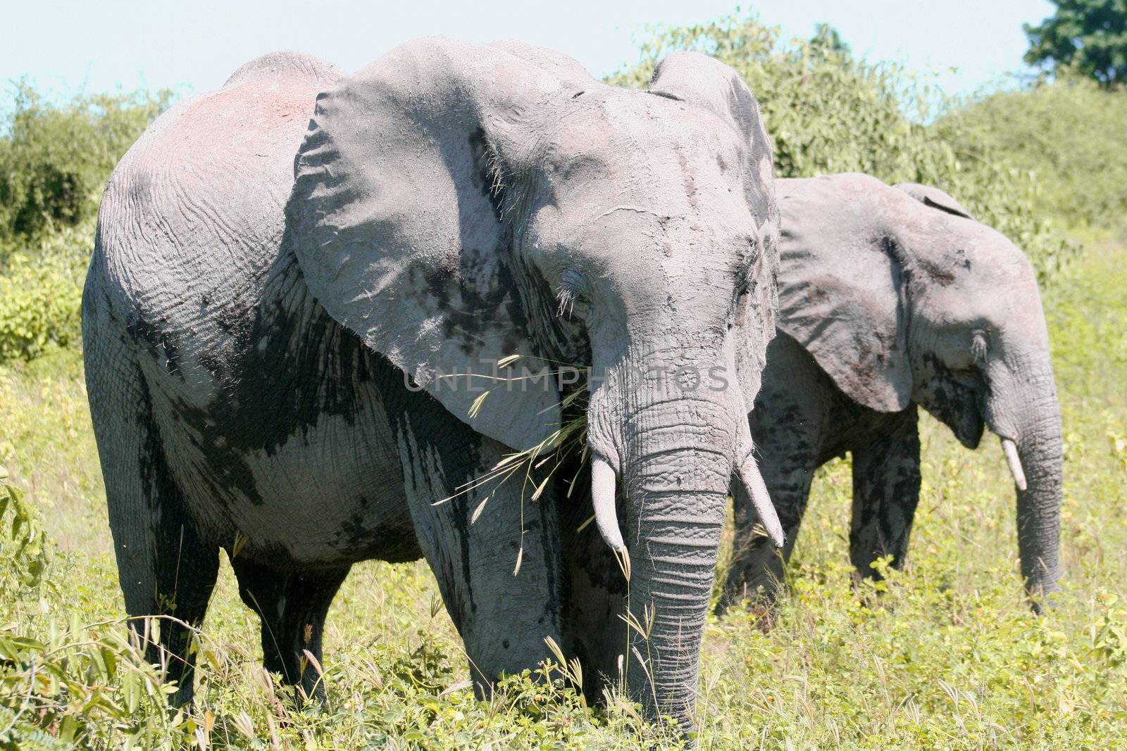 a group of elephant in their natural habitat