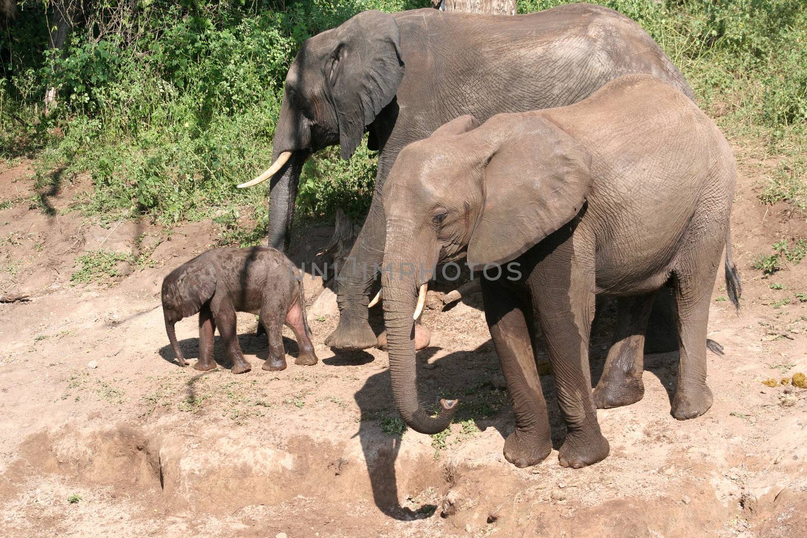 a group of elephant in their natural habitat