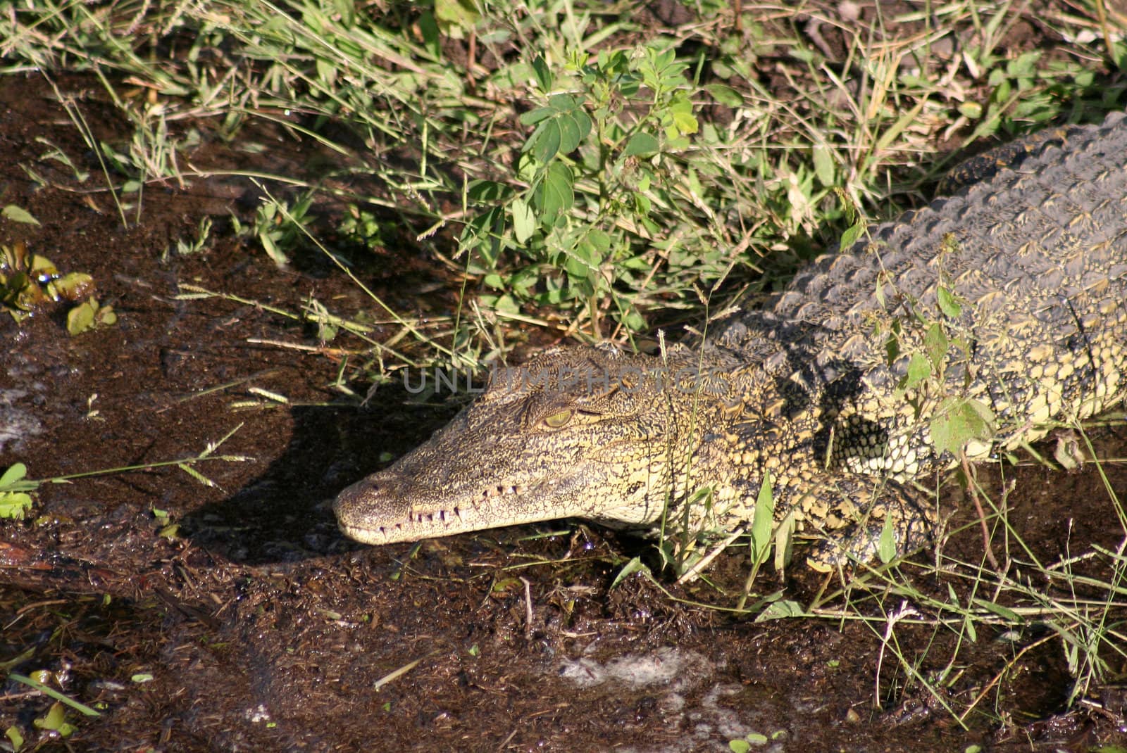 crocodile by lsantilli