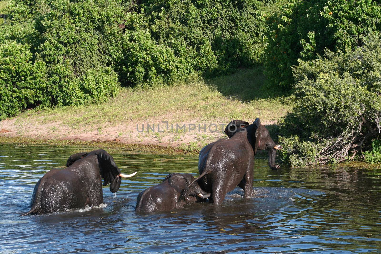 a group of elephant in their natural habitat