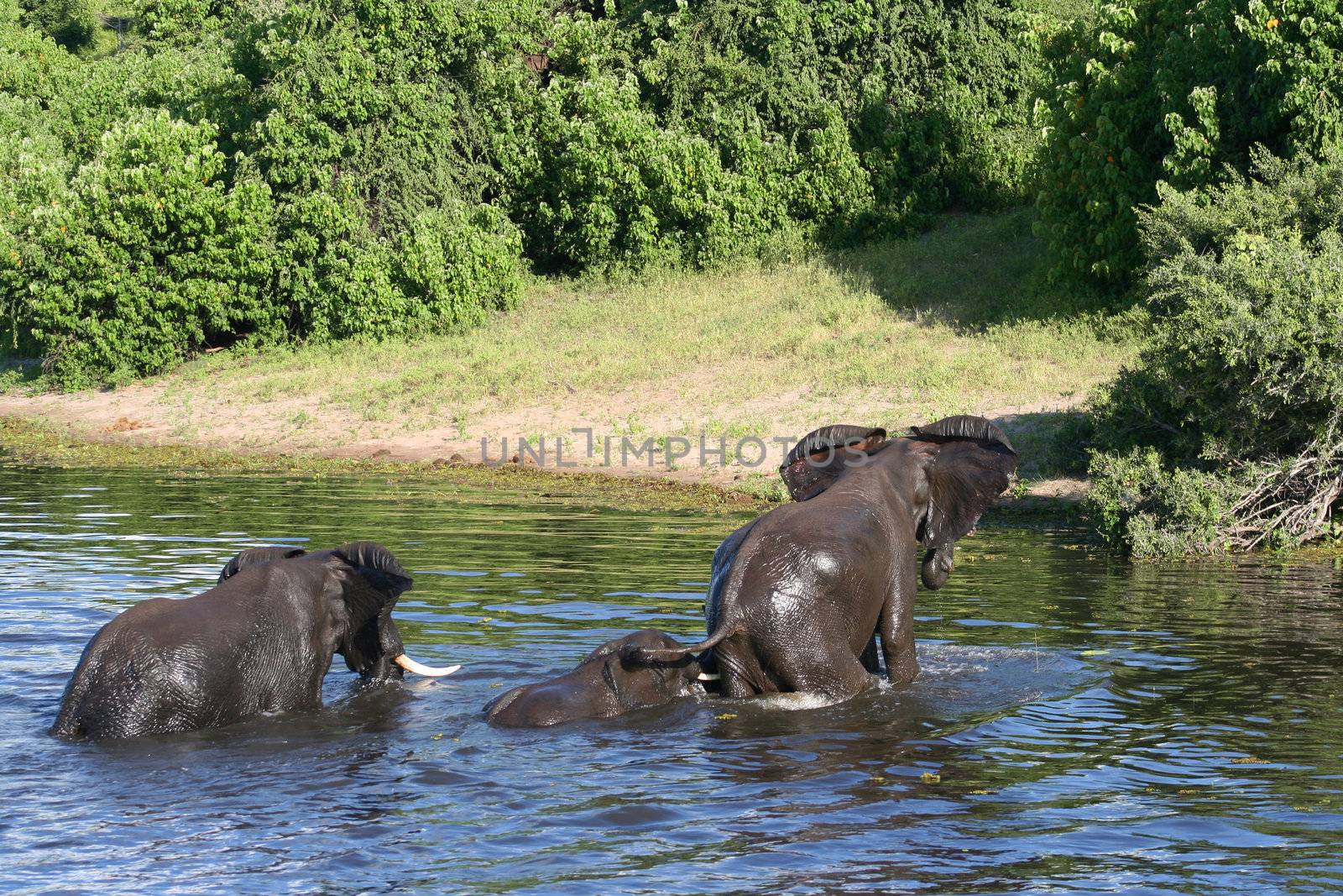 a group of elephant in their natural habitat