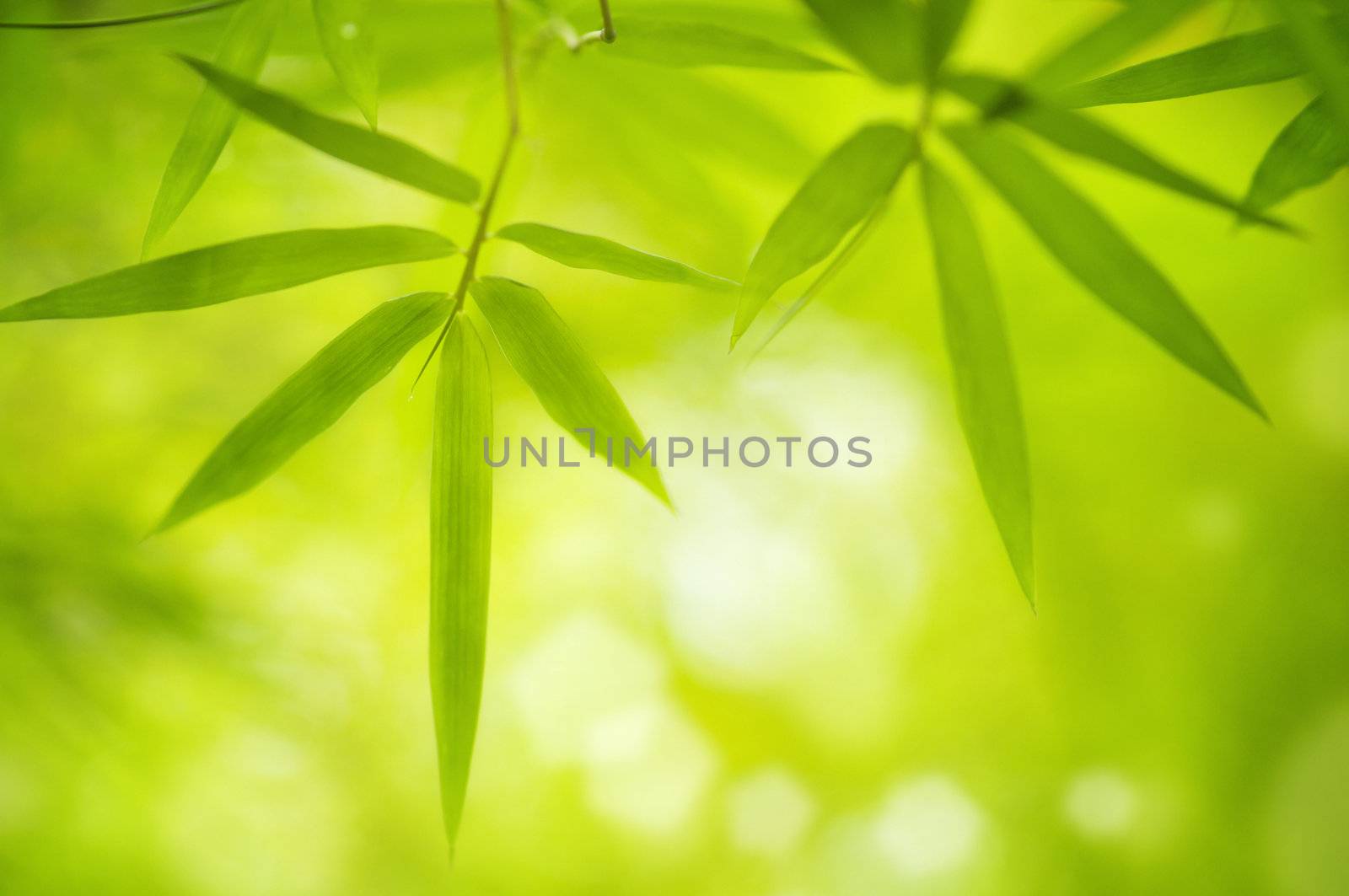 Close up bamboo leaves with copy space 