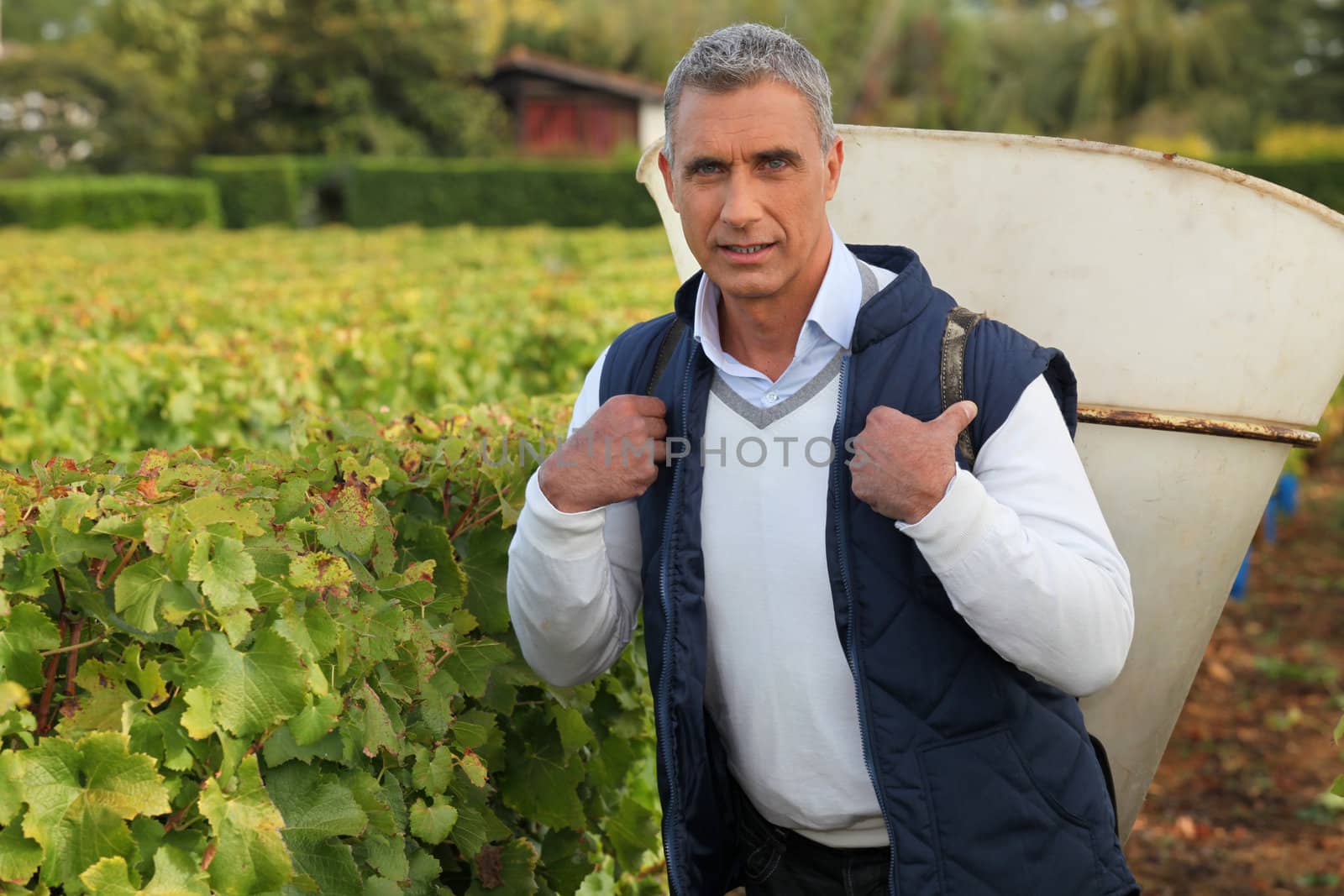 mature grape-picker carrying hod on his back by phovoir