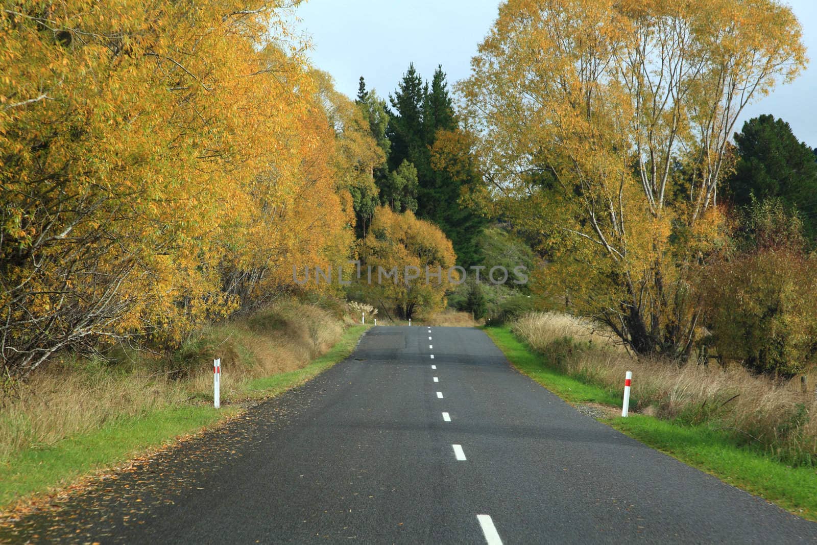 Long road stretching out into the distance with autumn tree in New Zealand