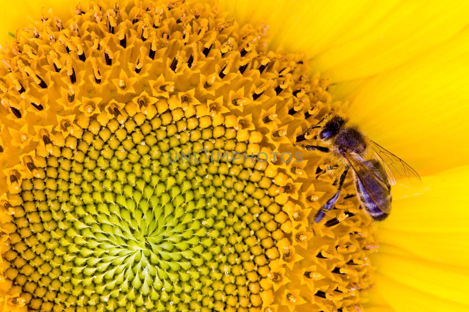 Bee on the yellow sunflower, nature closeup