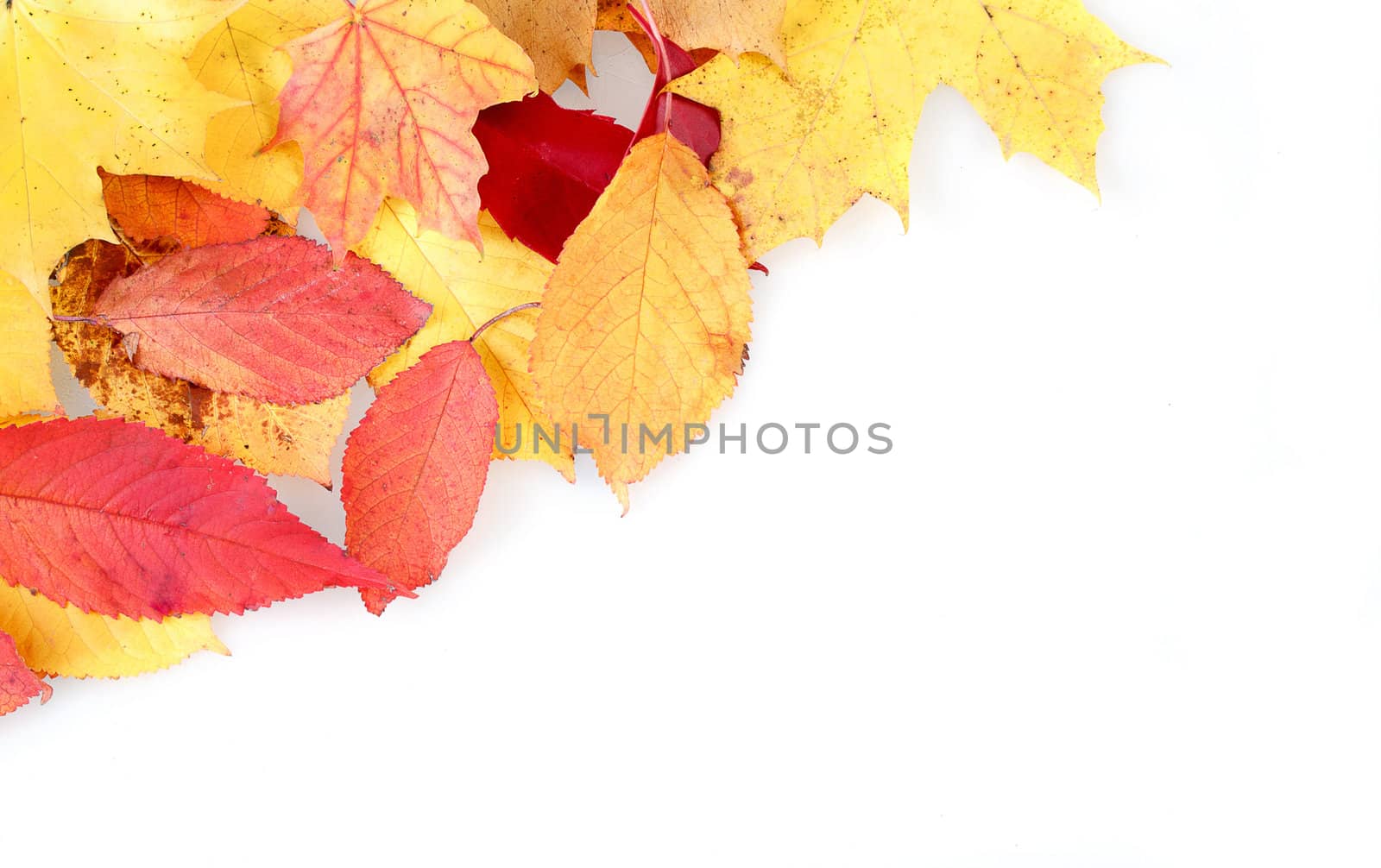 red and yellow autumn leaves frame with space for your text