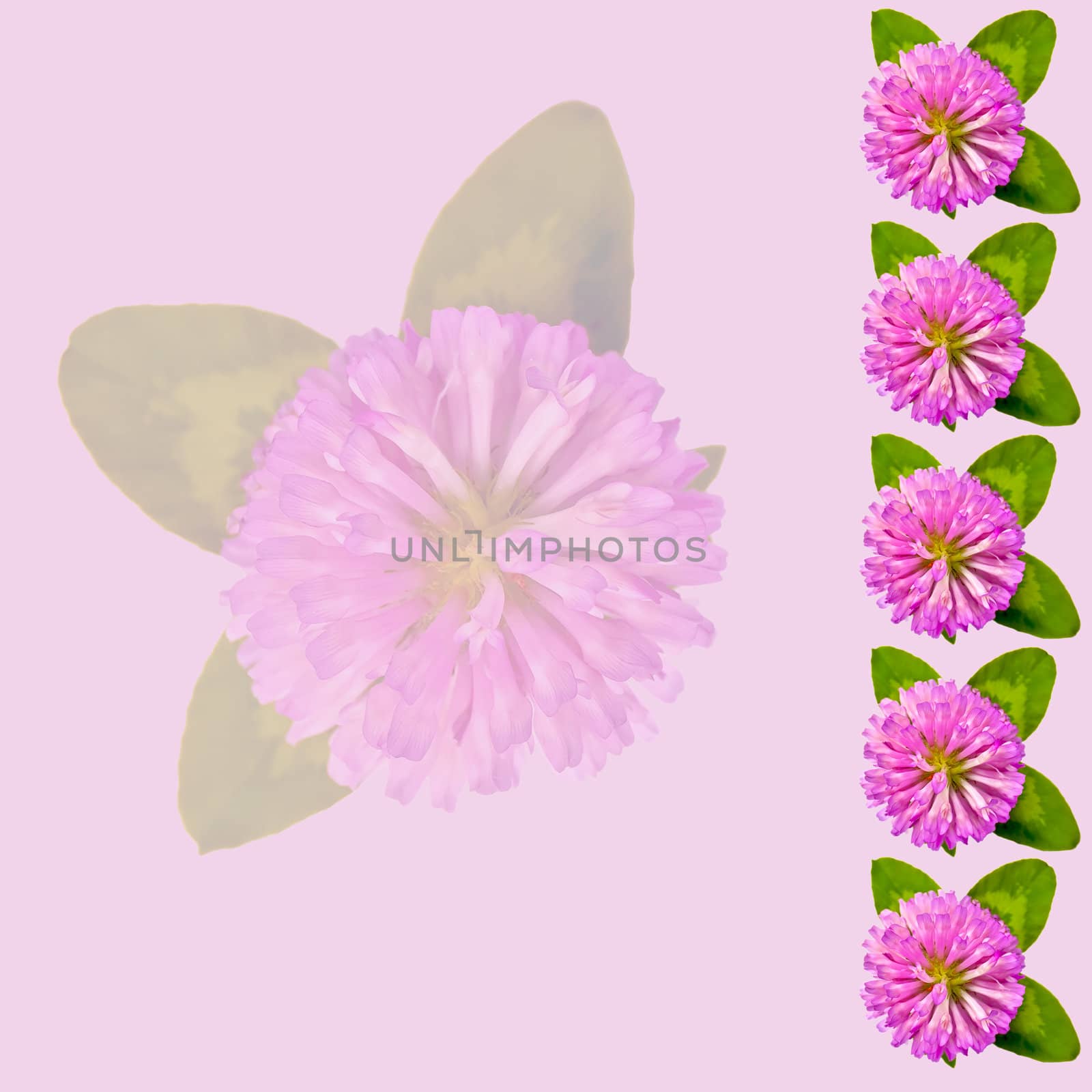 Frame of flowers and green leaves of clover isolated on pink background