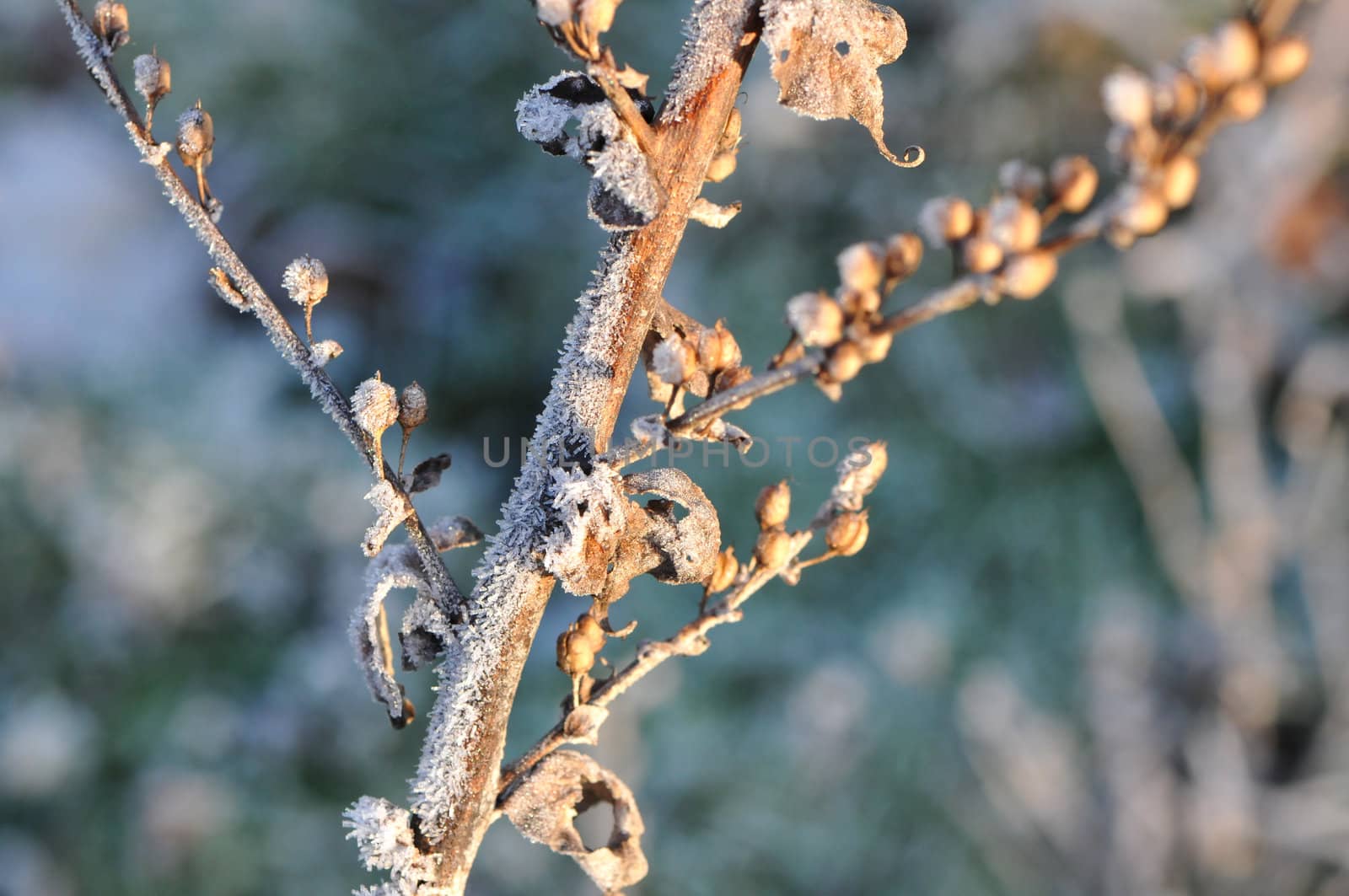 Brown Leafs on a stem with White Frost