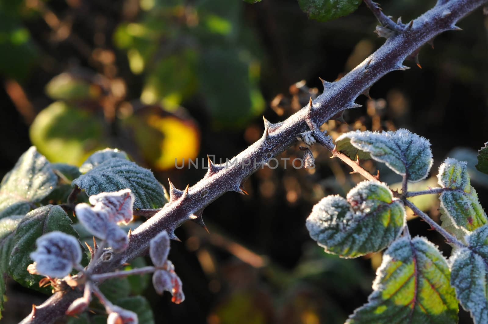 Green Leafs on a pointed stem with White Frost