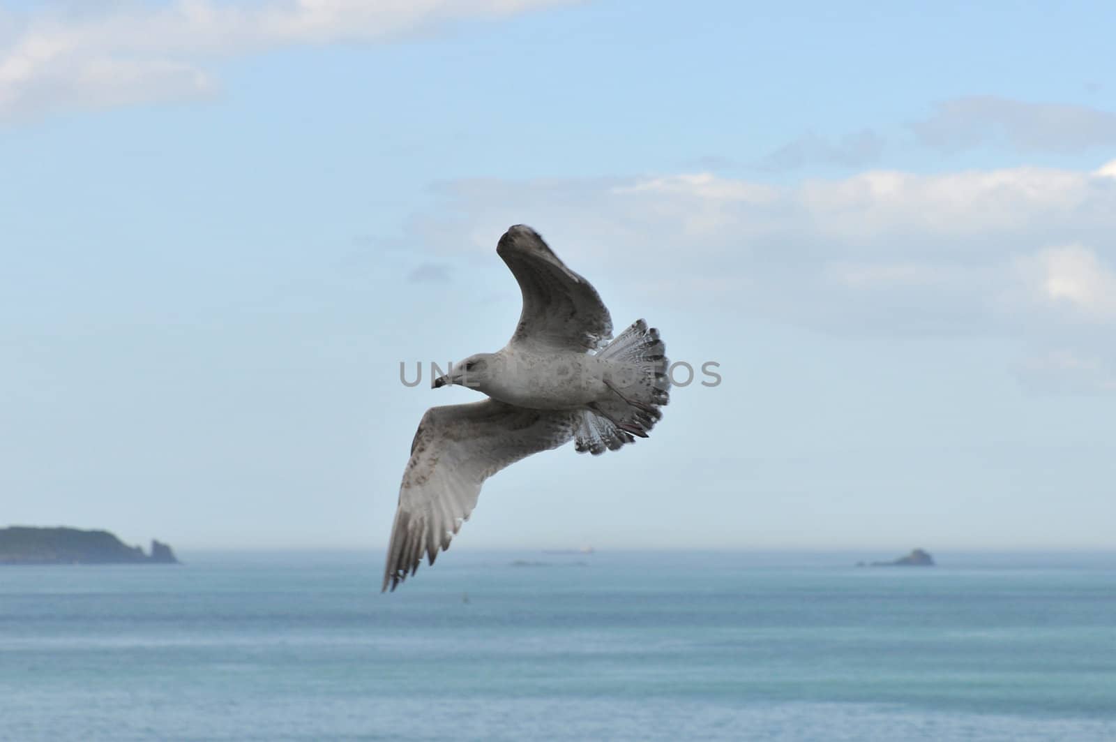 Seagull in flight with the sea and a blue sky by shkyo30