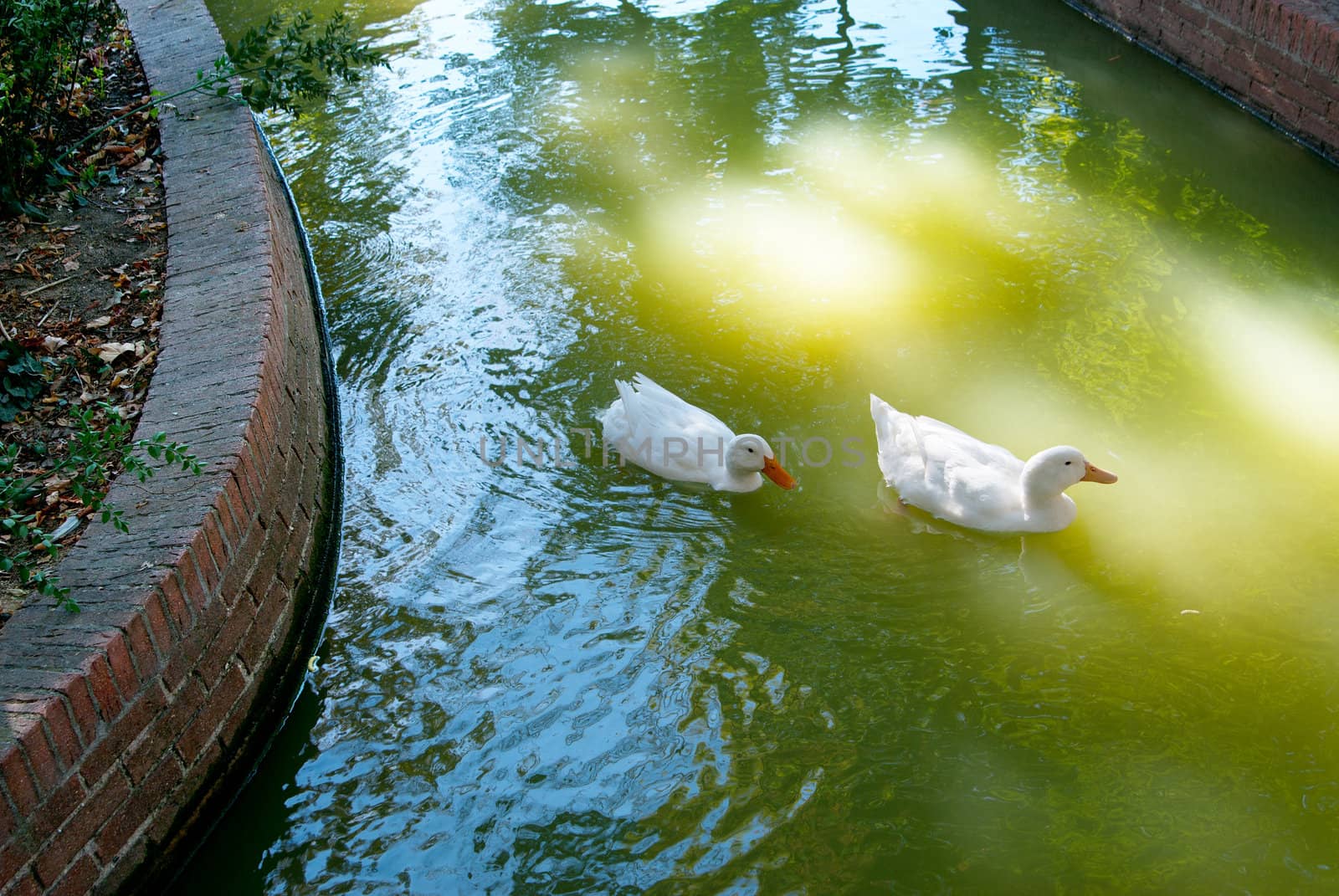 White weft will sail on the transparent lake during the sunny day