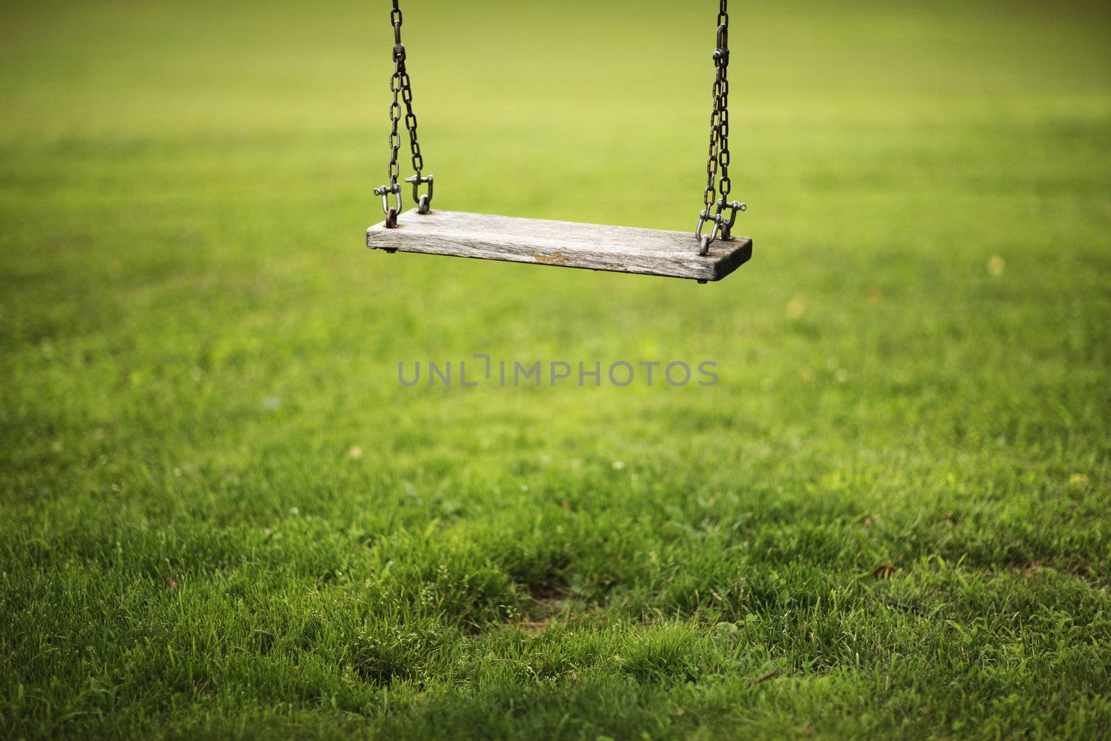 swing hanging in garden 