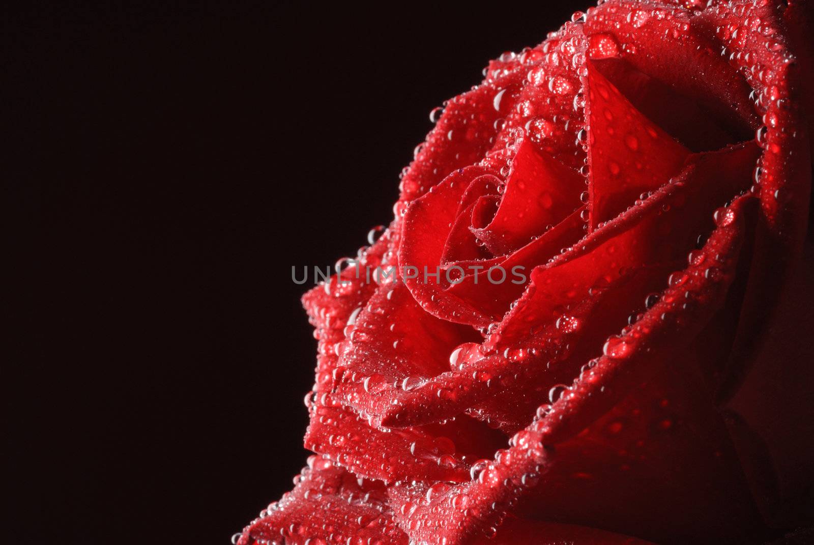 red rose in water drops 