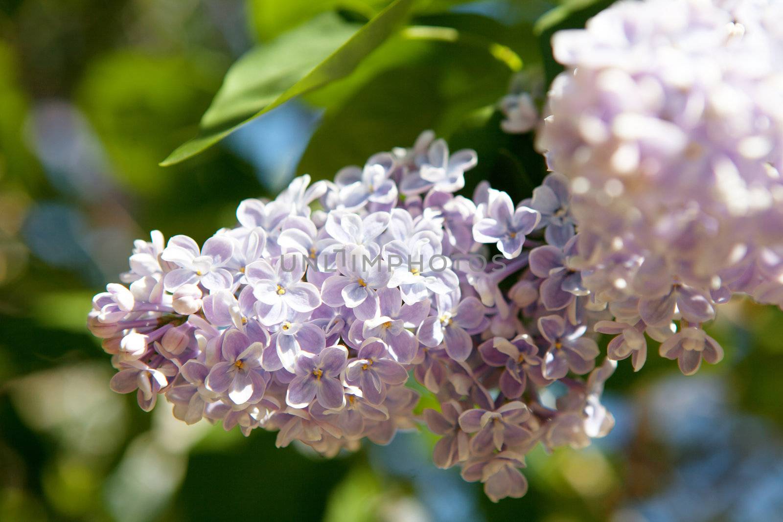 lilac flowers in spring