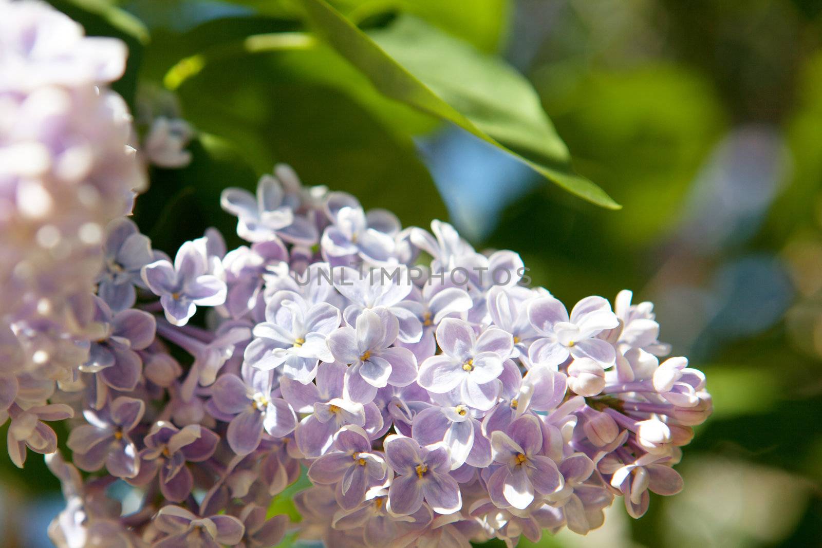 lilac flower by vsurkov