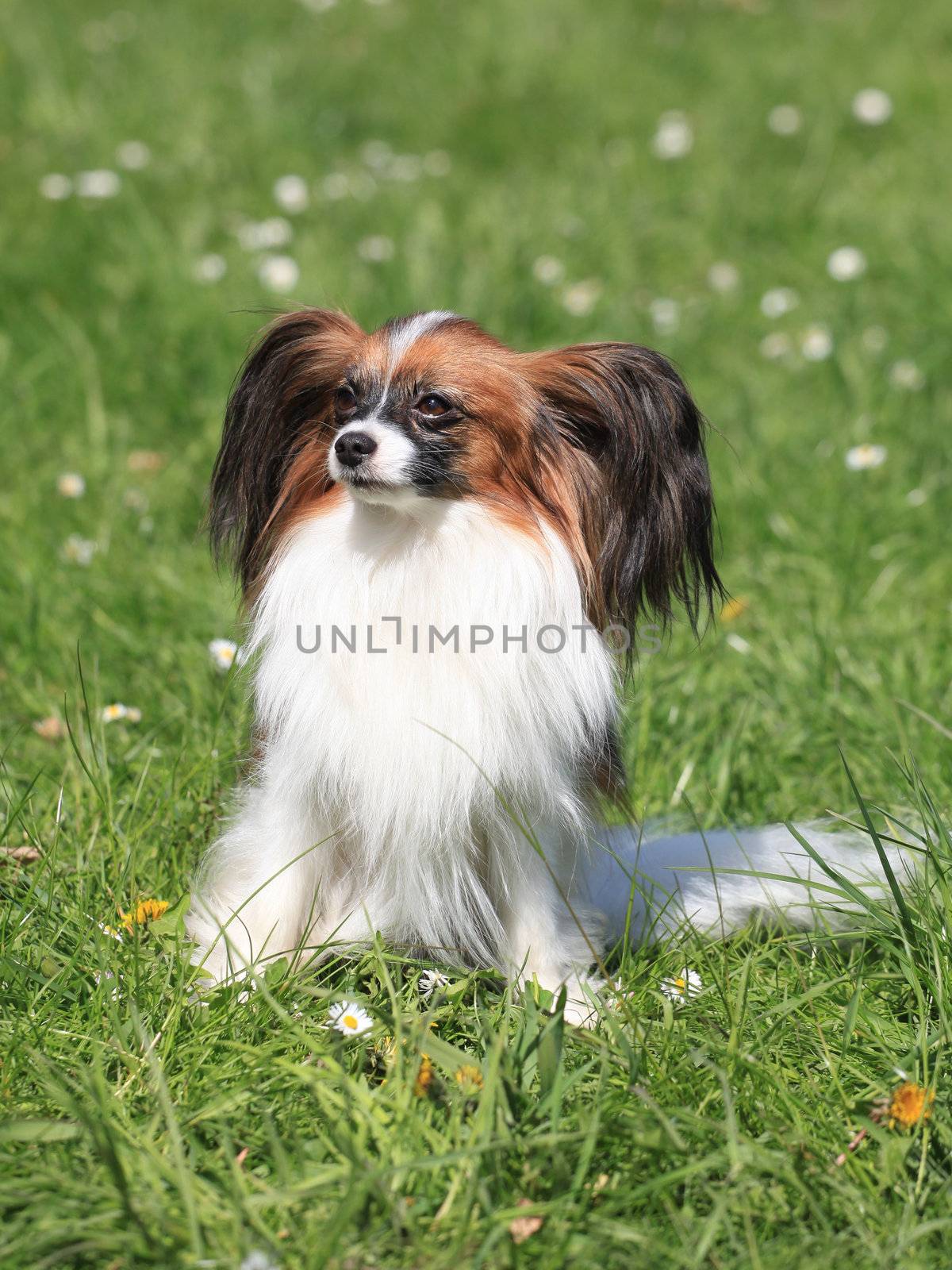 The portrait of Continental Toy Spaniel on the summer garden