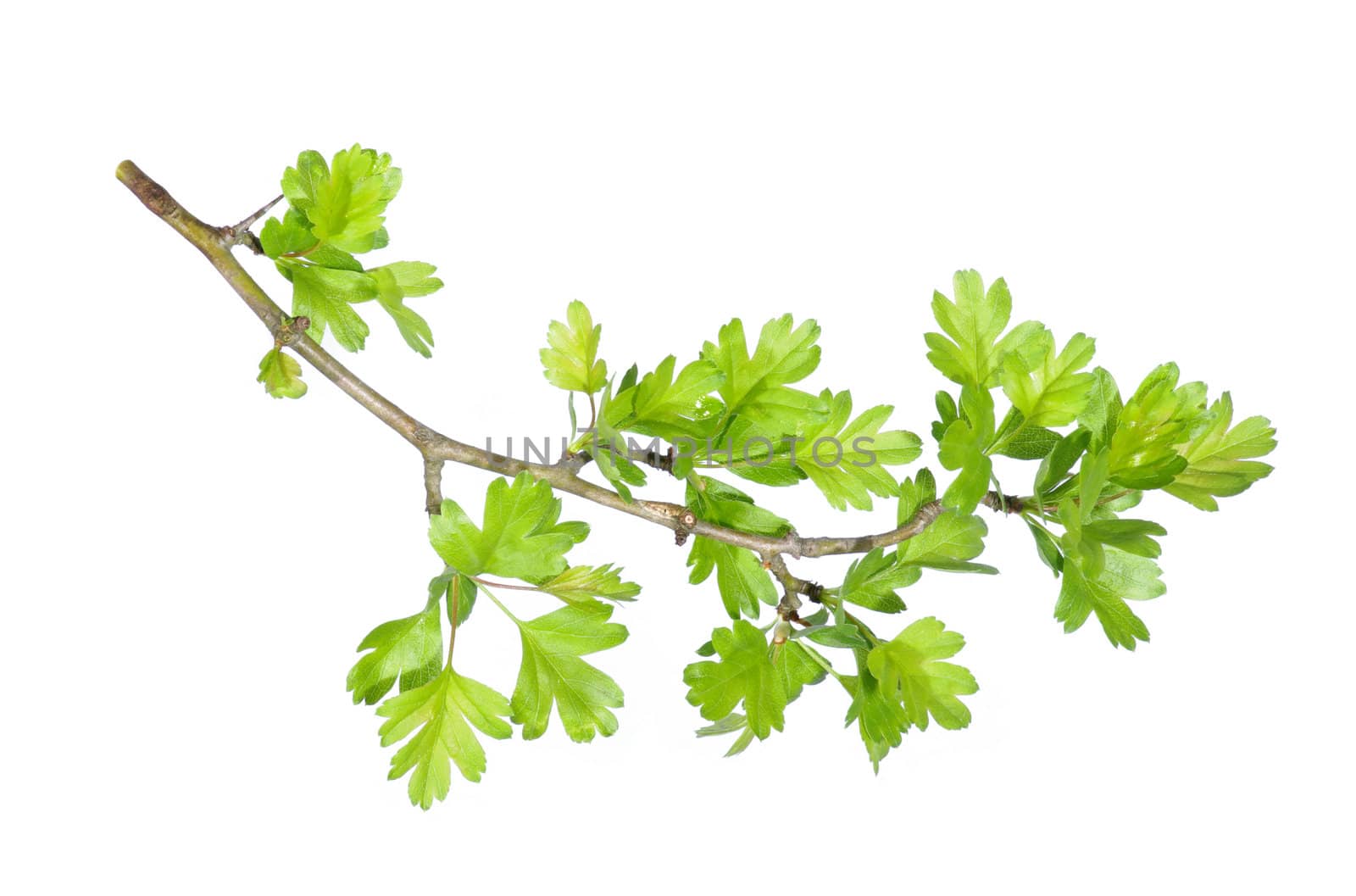Tree branch with green leaves isolated