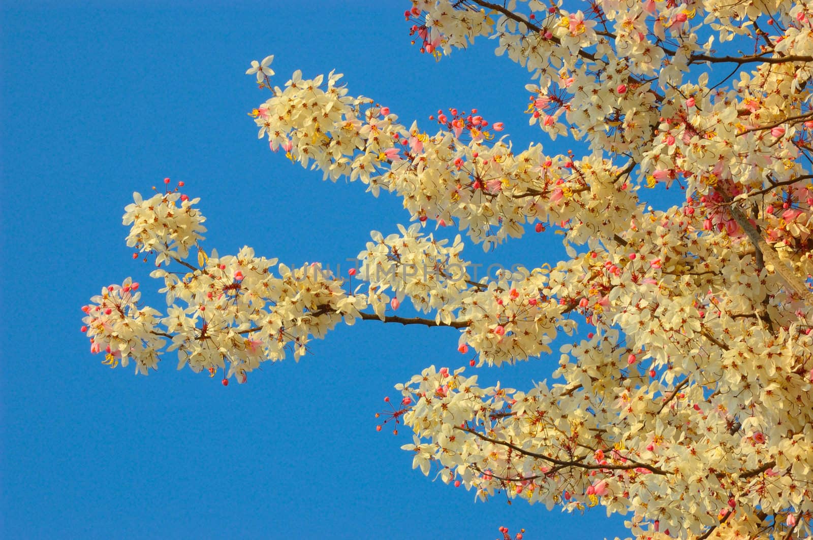 Cassia bakeriana Craib in sunny day in forest Thailand.