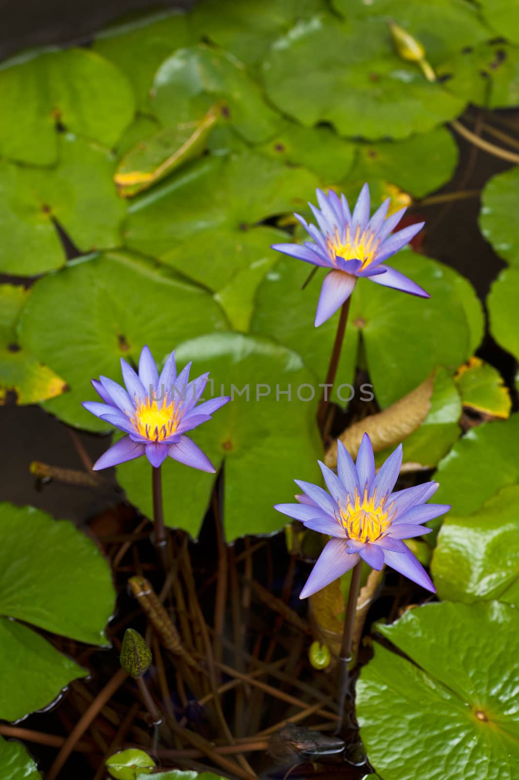 Beautiful Water lily by 3523Studio