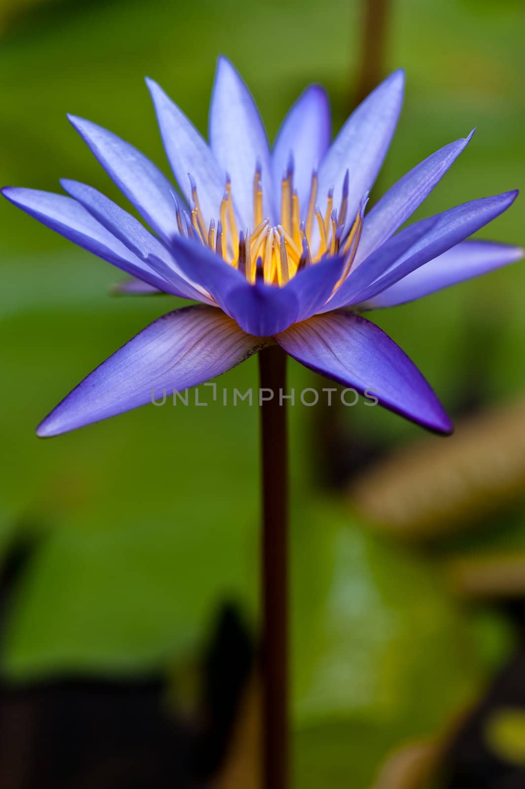 Beautiful Water lily by 3523Studio