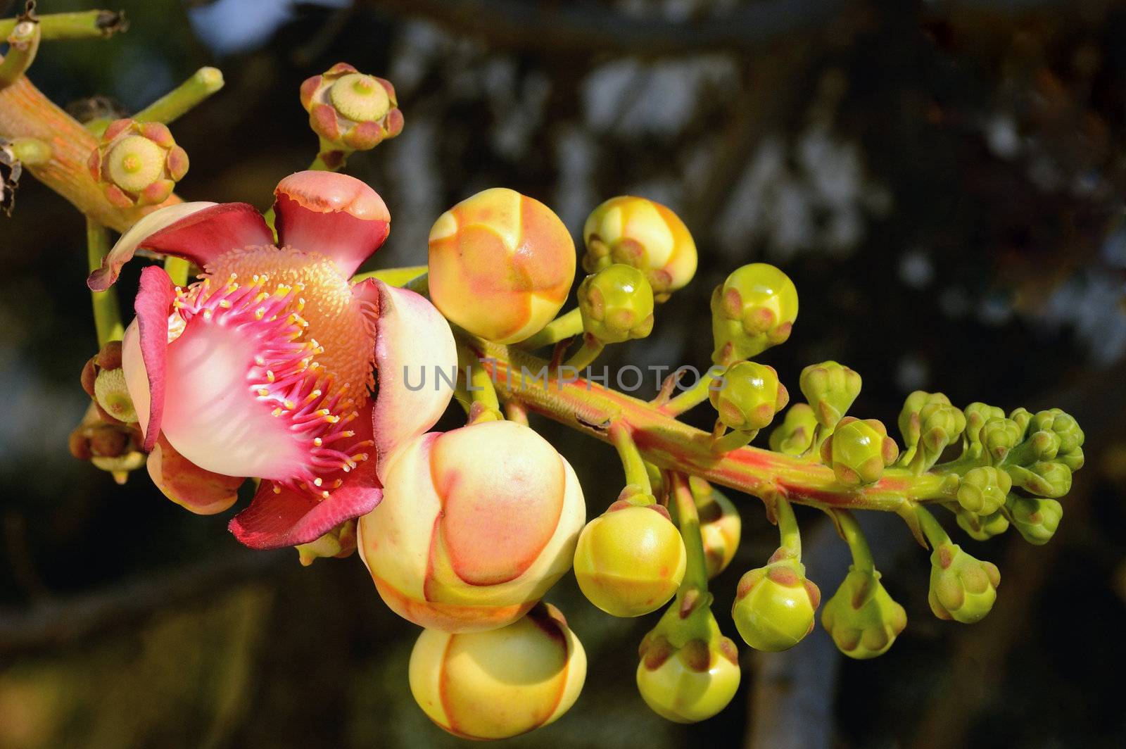 Couroupita guianensis (Sal Tree)whose common names include Ayahuma and the Cannonball Tree. The tree is medium to large deciduous canopy round or oval dense greenish gray brown bark. The groove and splinter into a single sorted circular switch. Clusters at the ends of branches. Oblong to lanceolate, 5-8 cm wide, greenish oval pointed leaves 12 to 25 cm at the base of a shallow or rounded edges shall a thick yellowish pink or red. In the light purple-pink. Very fragrant. A bouquet of flowers is a bouquet of flowers made ??a big stem 30-150 cm long, lean into the bouquet of flowers, the petals 4-6 petals thick short hair bulges like a yellow brush. Long pink stamens is greenish yellow number. Gradually from the base to the flower bloom for months 5-10 cm wide flowers in full bloom.