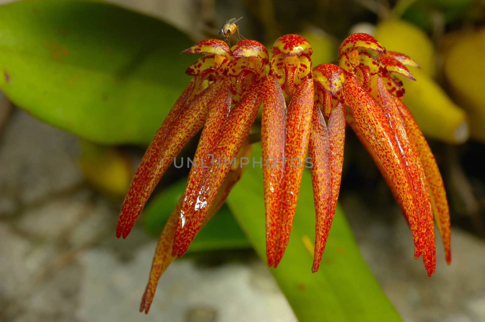 Bulbophyllum Picturatum in rainforest. by ngungfoto