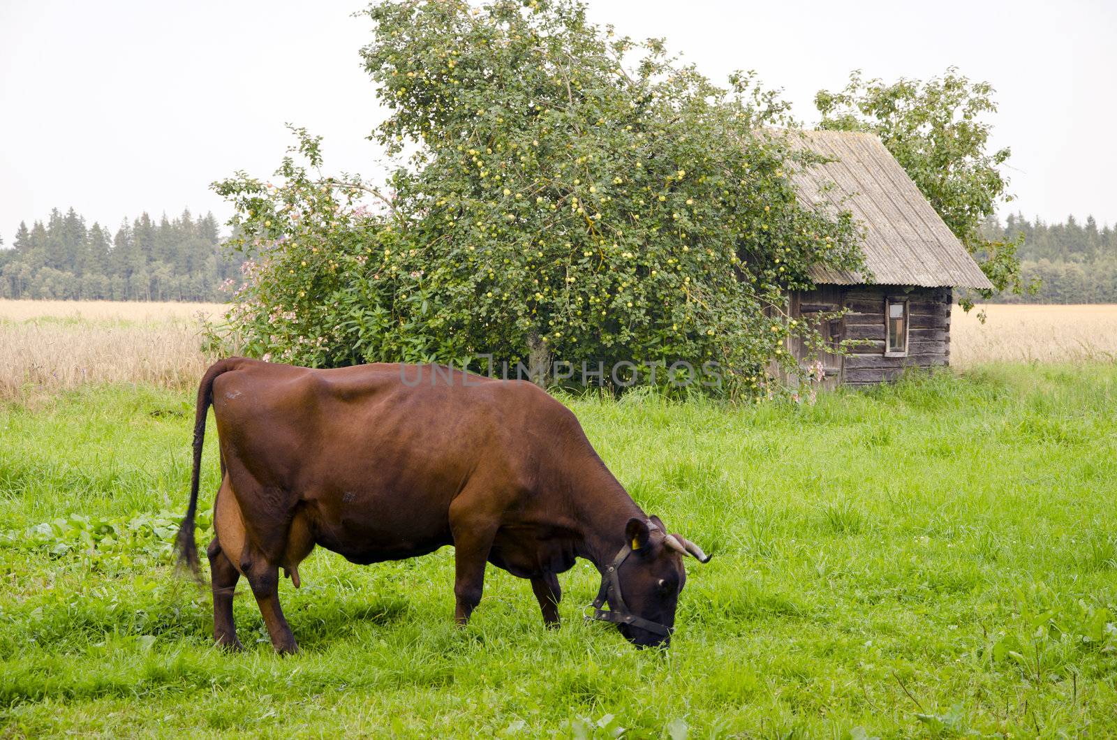 Brown cow graze in meadow near abandoned wooden building. Apple tree with lots of the apple.