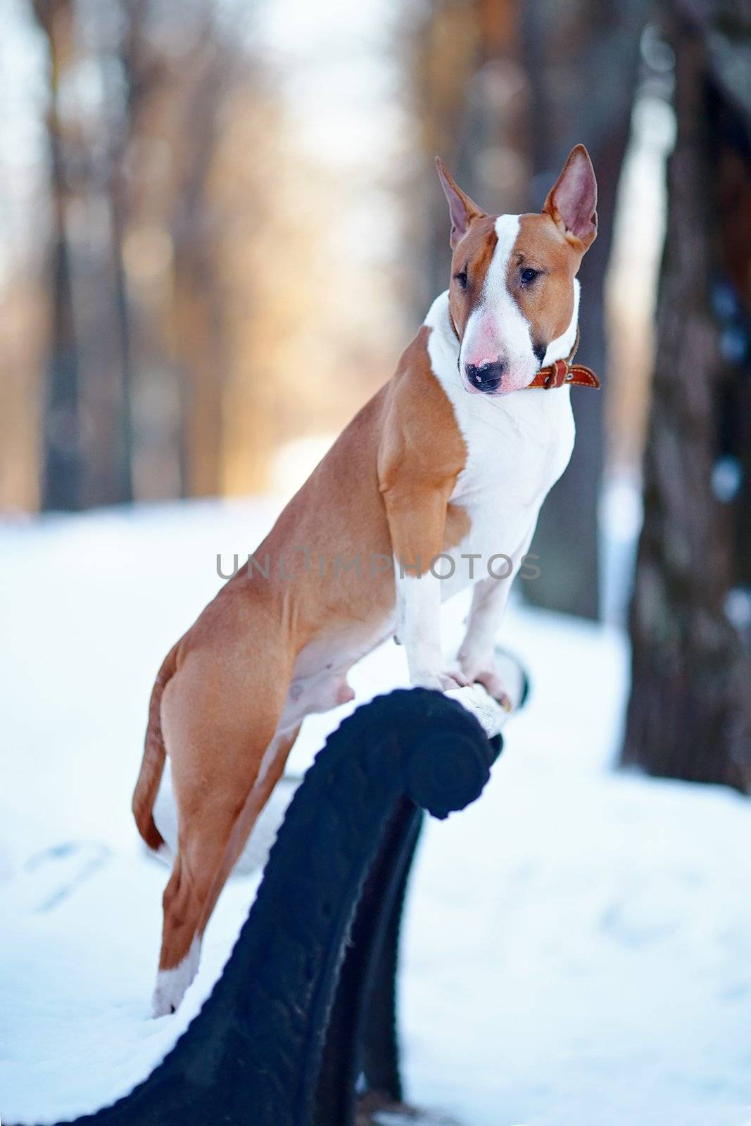 English bull terrier. Thoroughbred dog. Canine friend. Red dog. Dog on a bench. Dog on walk.