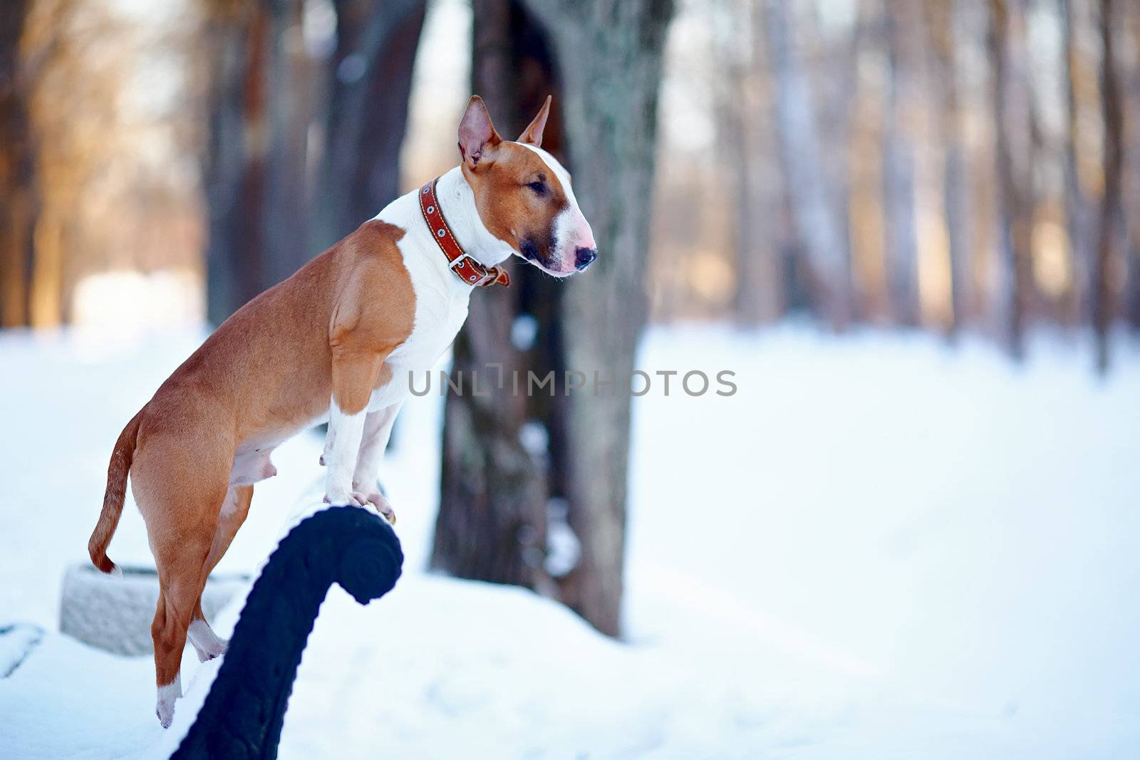 English bull terrier. Thoroughbred dog. Canine friend. Red dog. Dog on a bench. Dog on walk.