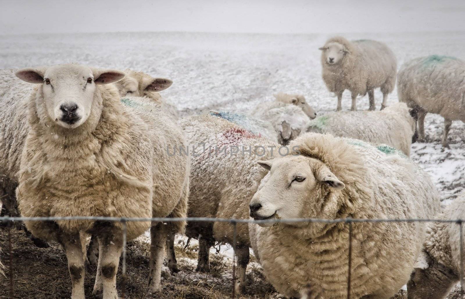 Sheep huddle near the fence in a snow covered field