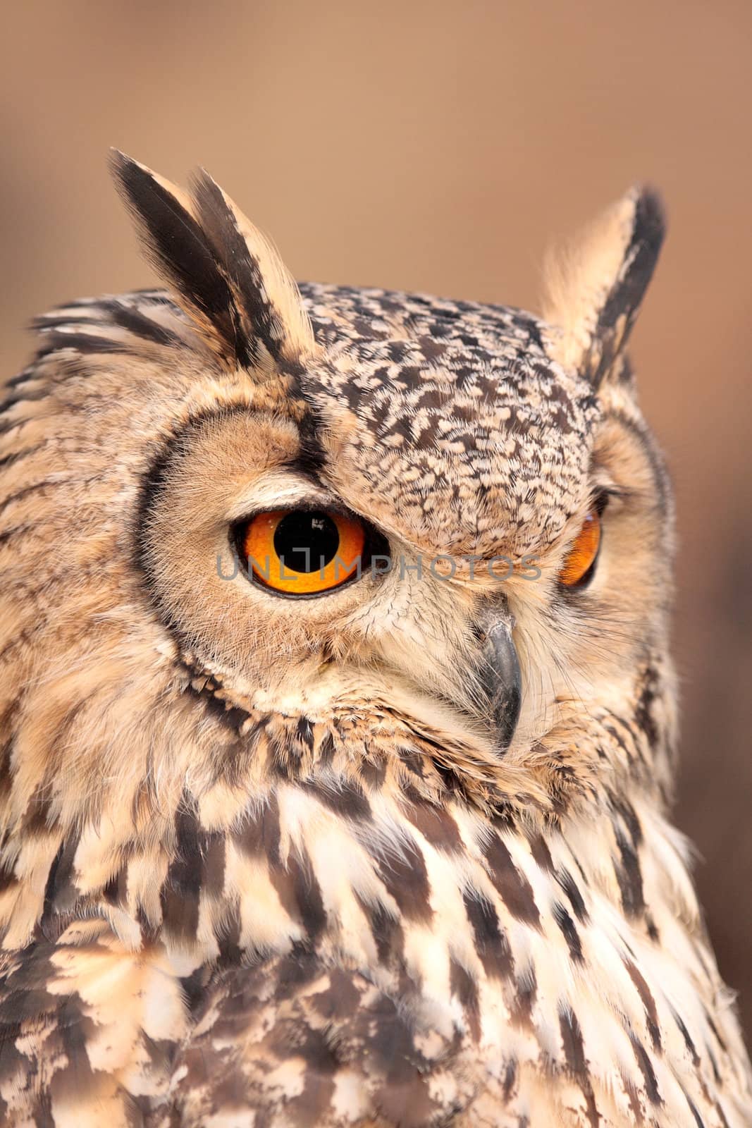 portrait of real owl orange eyes penetrating gaze, vertical and isolated