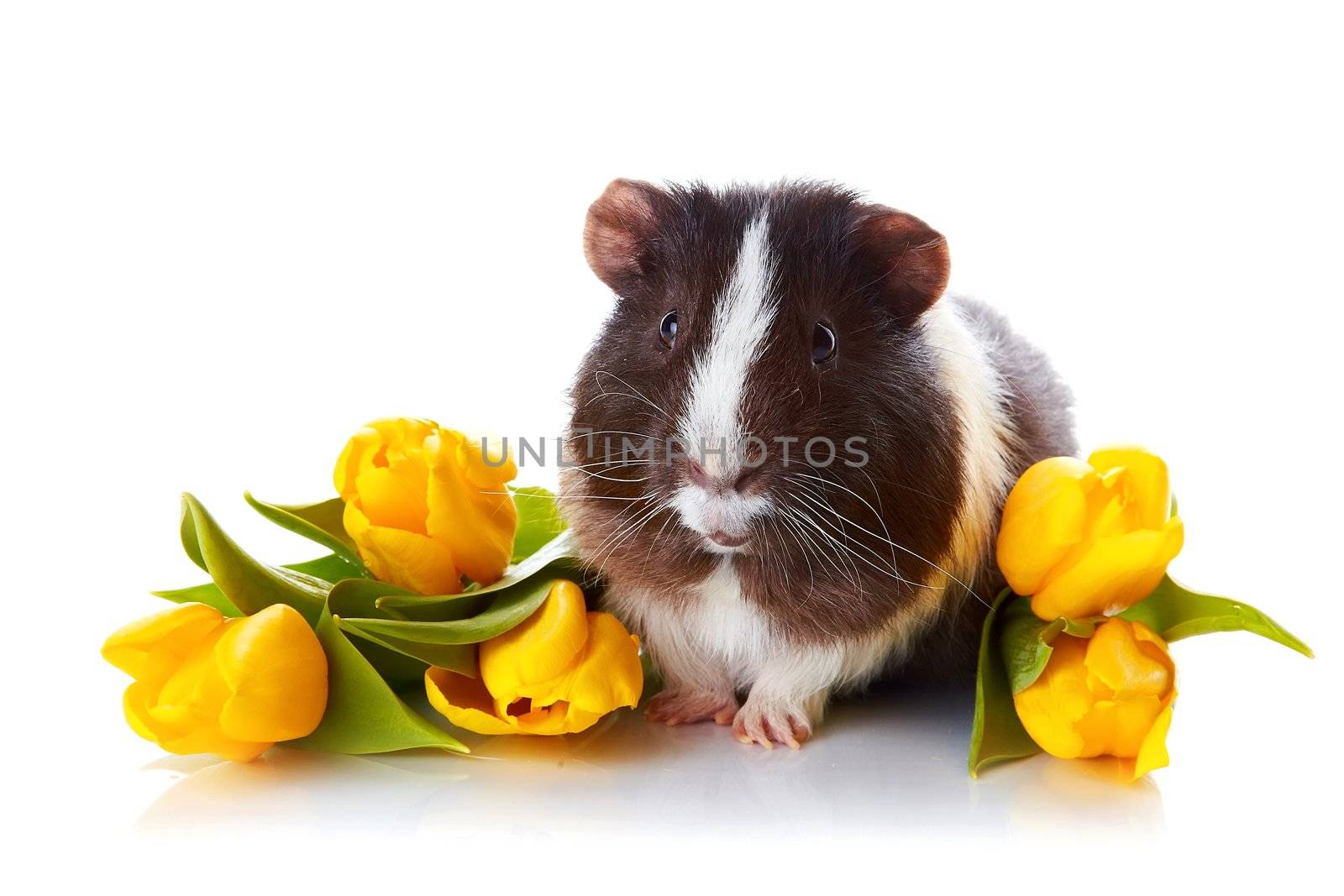 Guinea pig with tulips. Guinea pig and flowers. Small pet. Live gift.