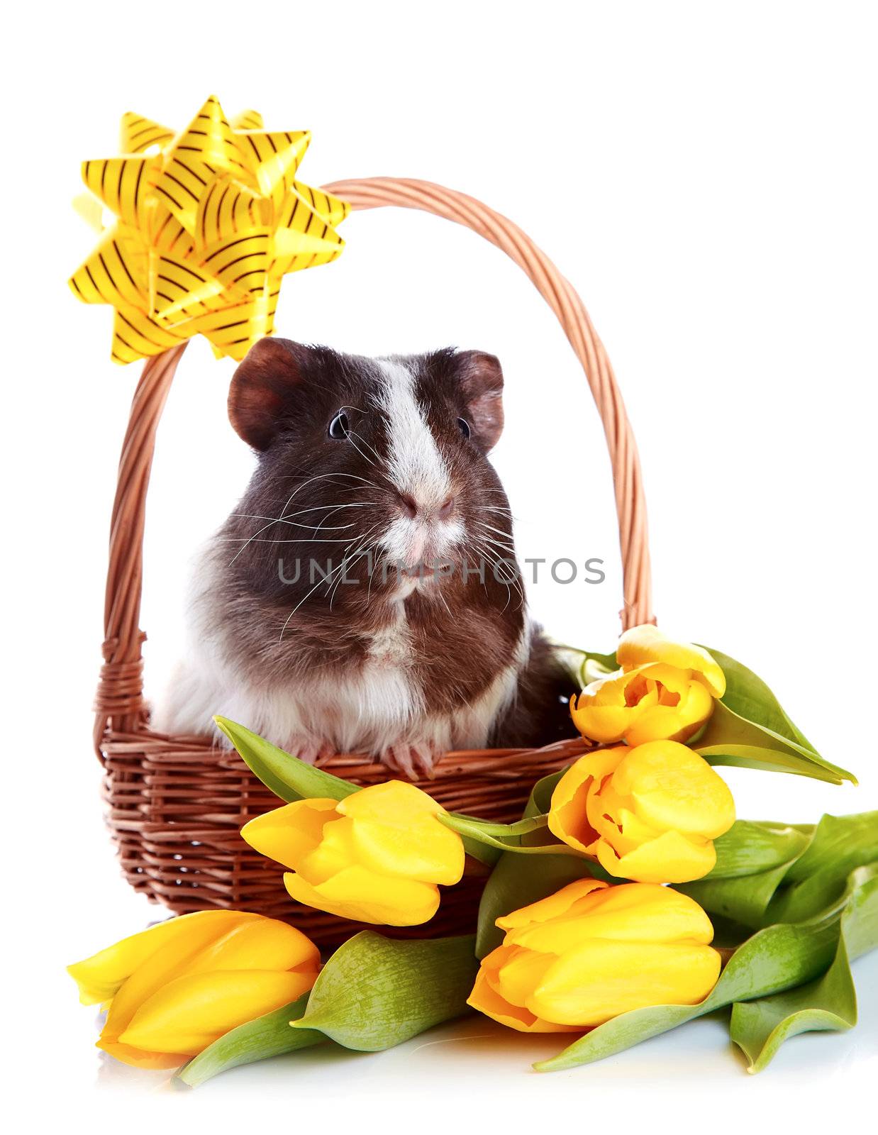Guinea pig in a basket. Guinea pig with tulips. Guinea pig and flowers. Small pet. Live gift.