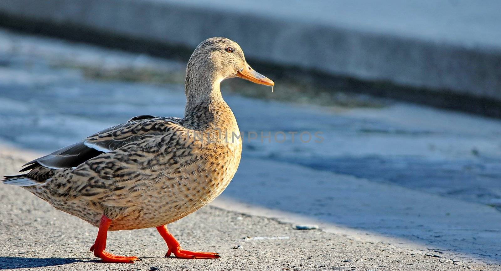 duck brown and lake